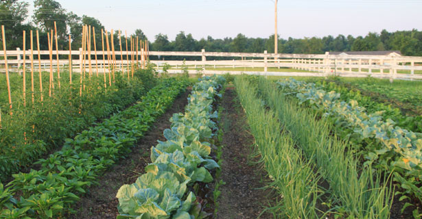 Martha's Farm | Ethnic Tradiotional, Farming